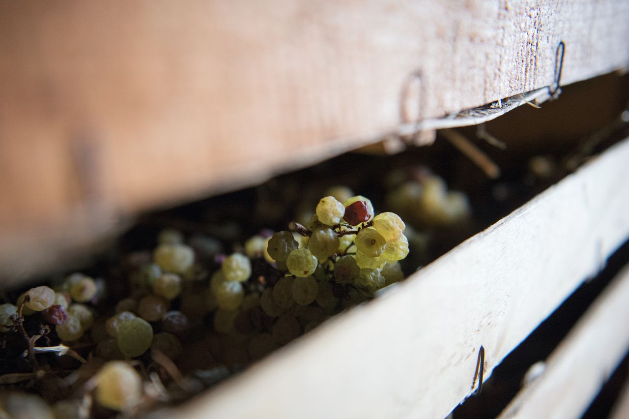 Vignoble Technique Vin de paille VDP-0041